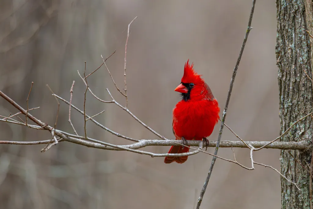 主红雀(Cardinalis cardinalis)