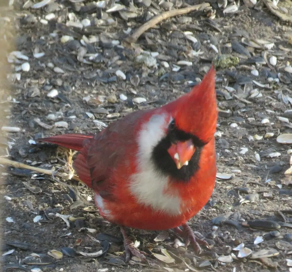 主红雀(Cardinalis cardinalis)
