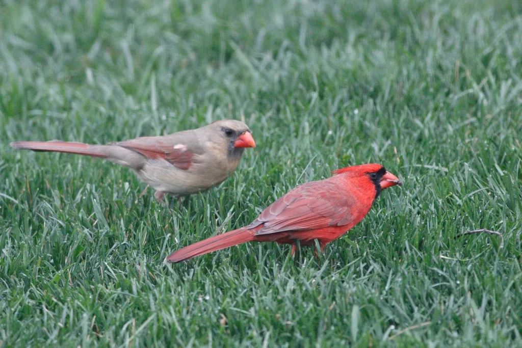 主红雀(Cardinalis cardinalis)