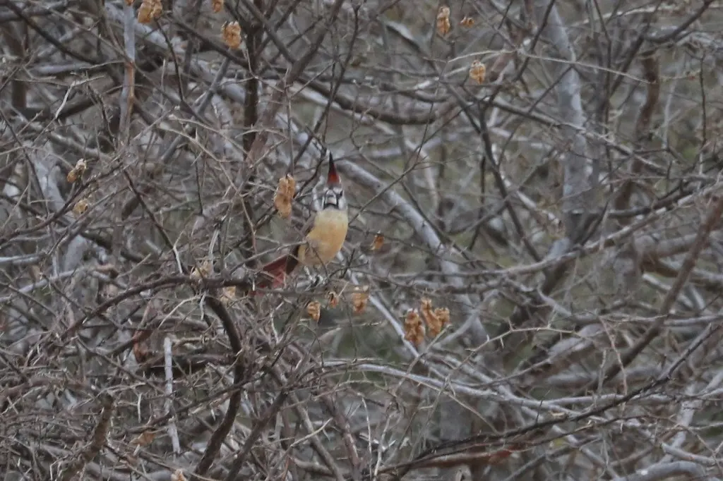 锡嘴主红雀(Cardinalis phoeniceus)