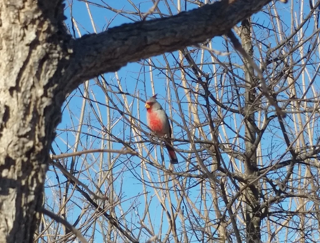 灰额主红雀(Cardinalis sinuatus)