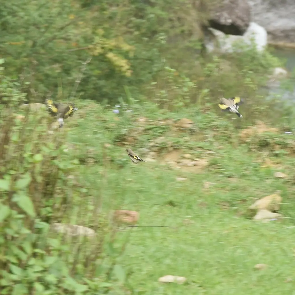 灰冠金翅雀(Carduelis caniceps)