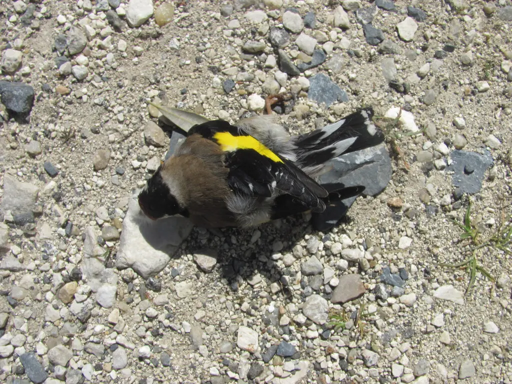 红额金翅雀(Carduelis carduelis)