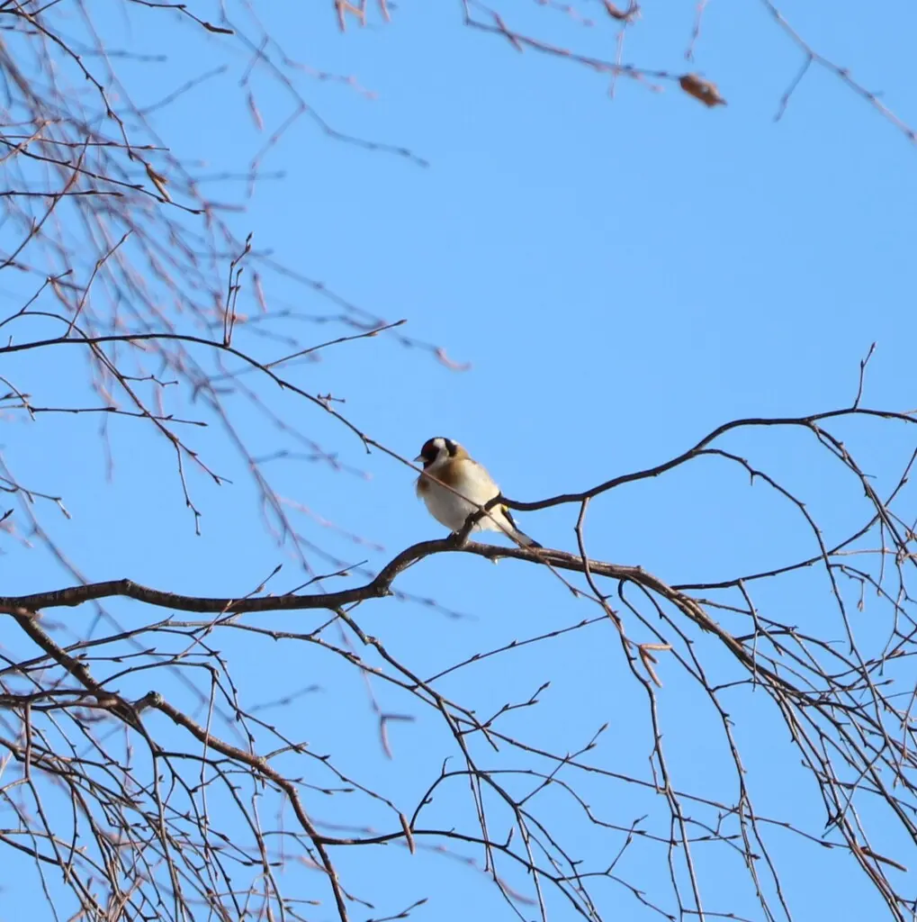 红额金翅雀(Carduelis carduelis)