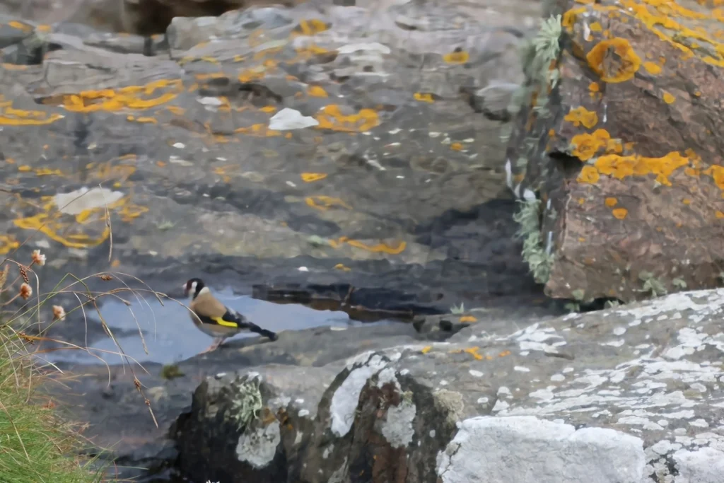 红额金翅雀(Carduelis carduelis)