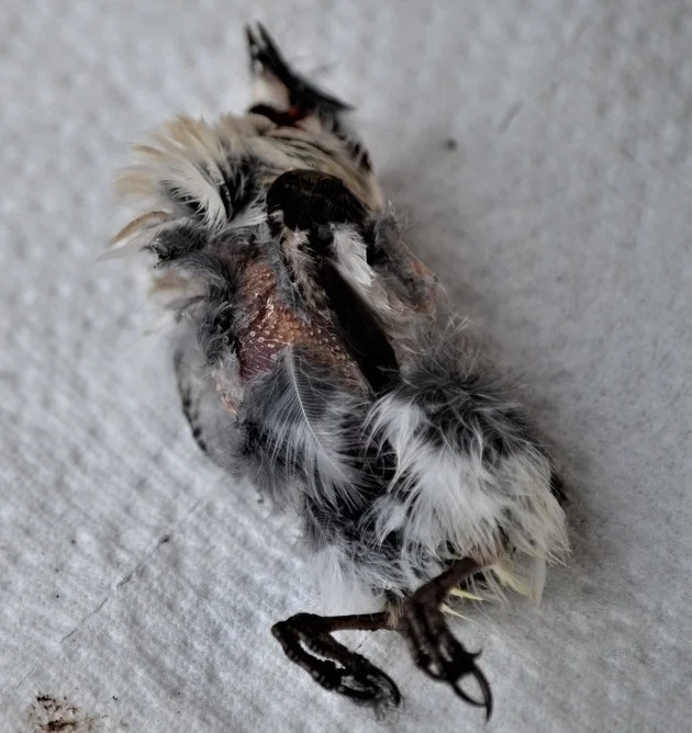 红额金翅雀(Carduelis carduelis)