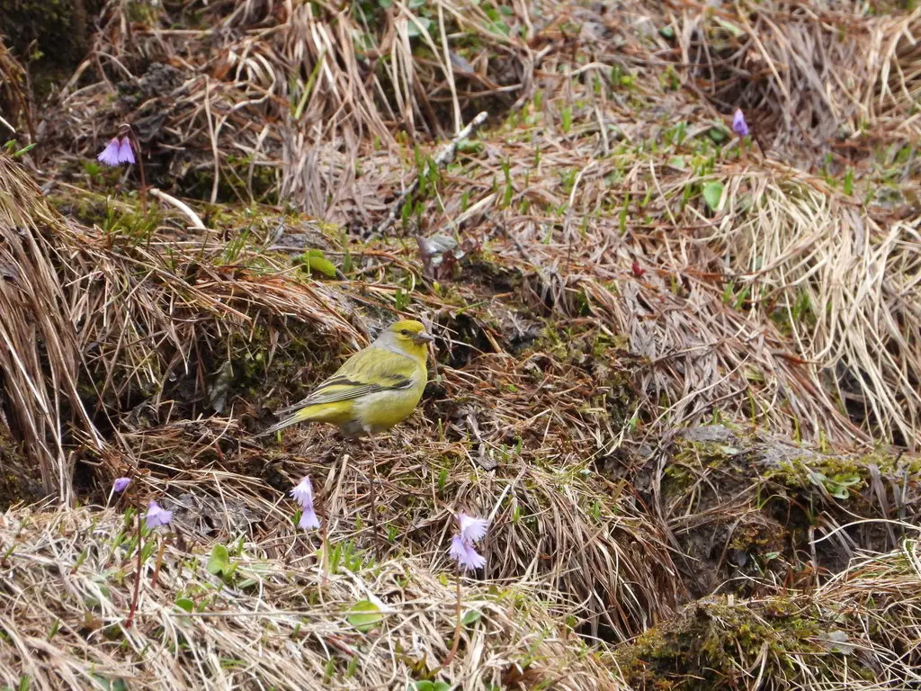 桔黄丝雀(Carduelis citrinella)