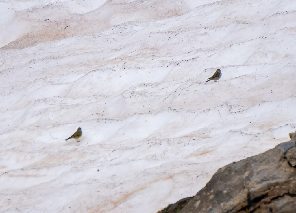 桔黄丝雀(Carduelis citrinella)