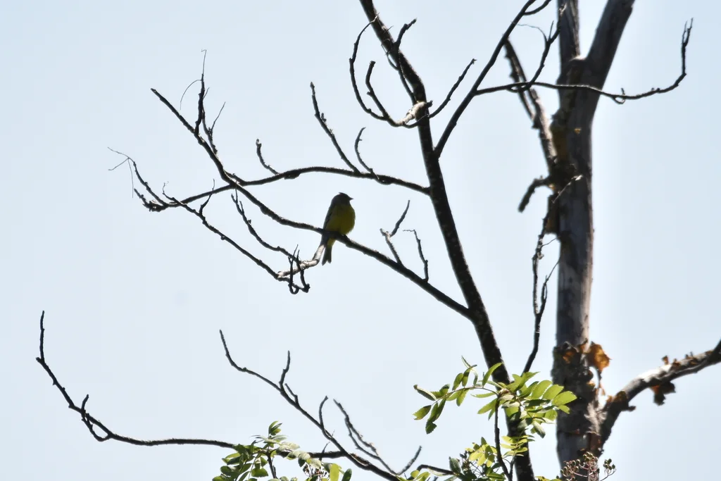 桔黄丝雀(Carduelis citrinella)