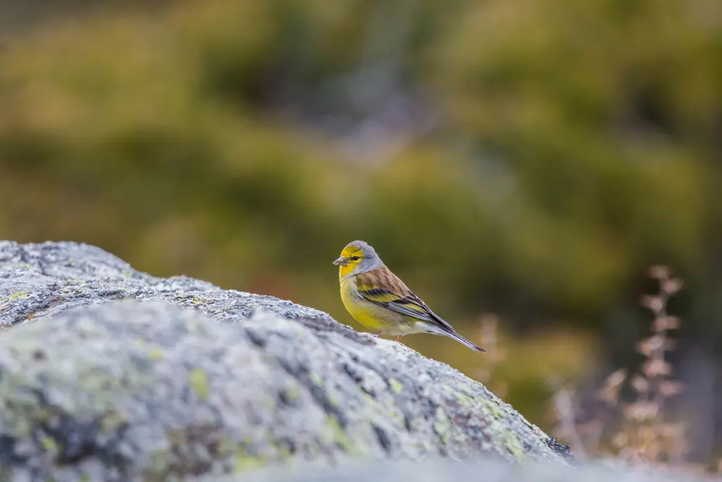科西嘉黄丝雀(Carduelis corsicana)
