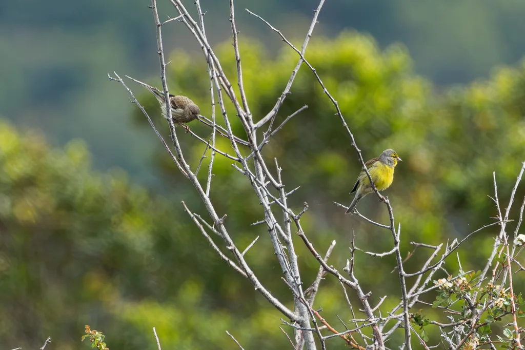 科西嘉黄丝雀(Carduelis corsicana)
