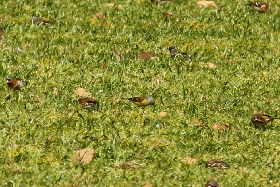 科西嘉黄丝雀(Carduelis corsicana)