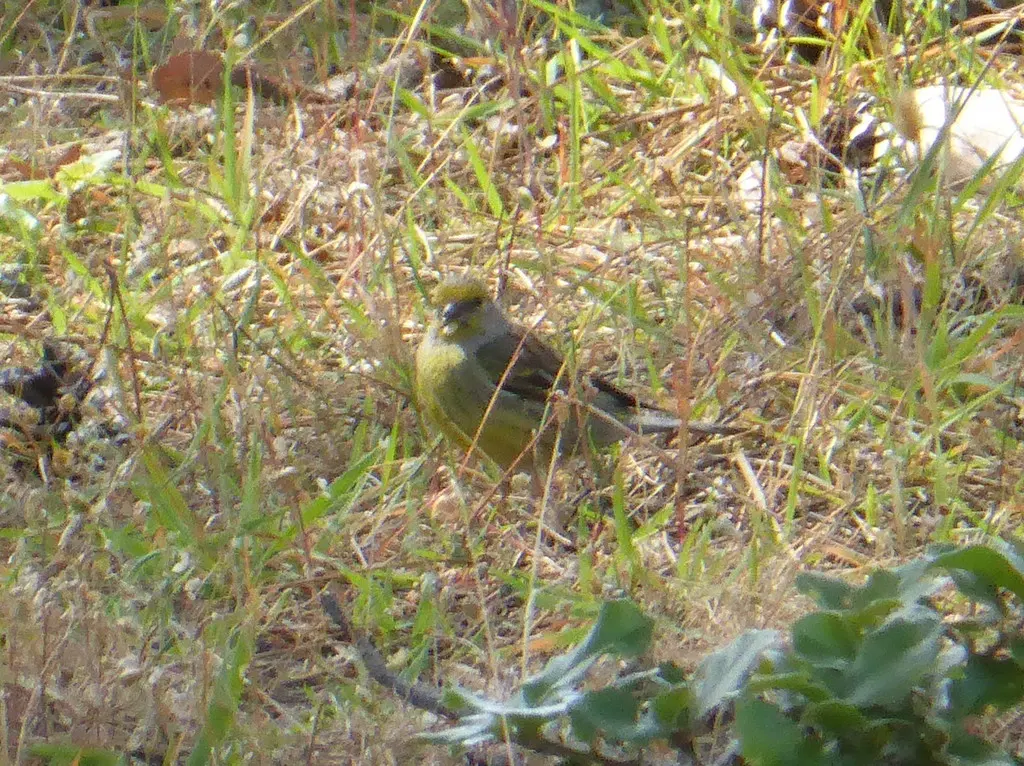 科西嘉黄丝雀(Carduelis corsicana)