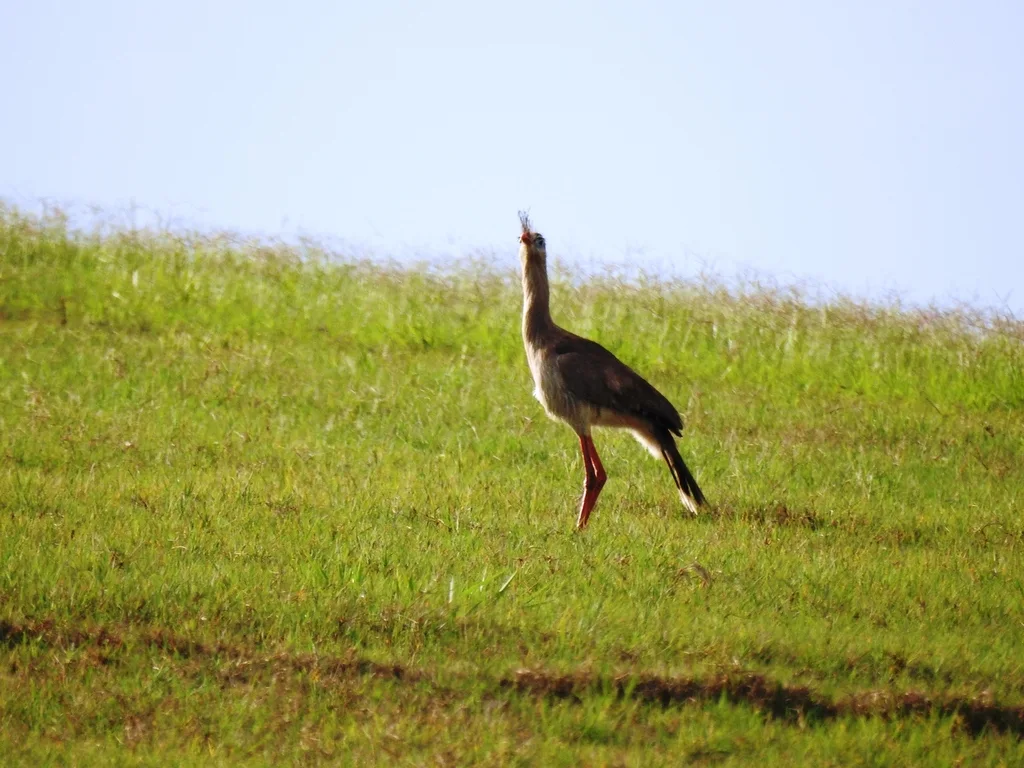 红腿叫鹤(Cariama cristata)
