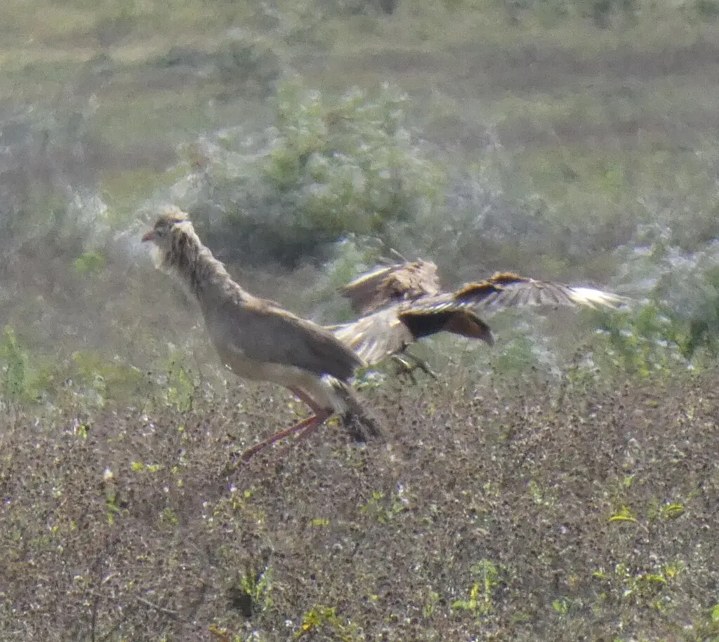 红腿叫鹤(Cariama cristata)