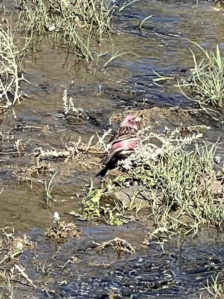 中华朱雀(Carpodacus davidianus)