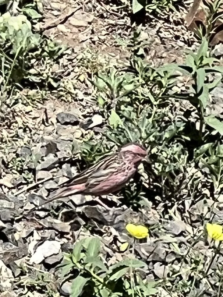 中华朱雀(Carpodacus davidianus)