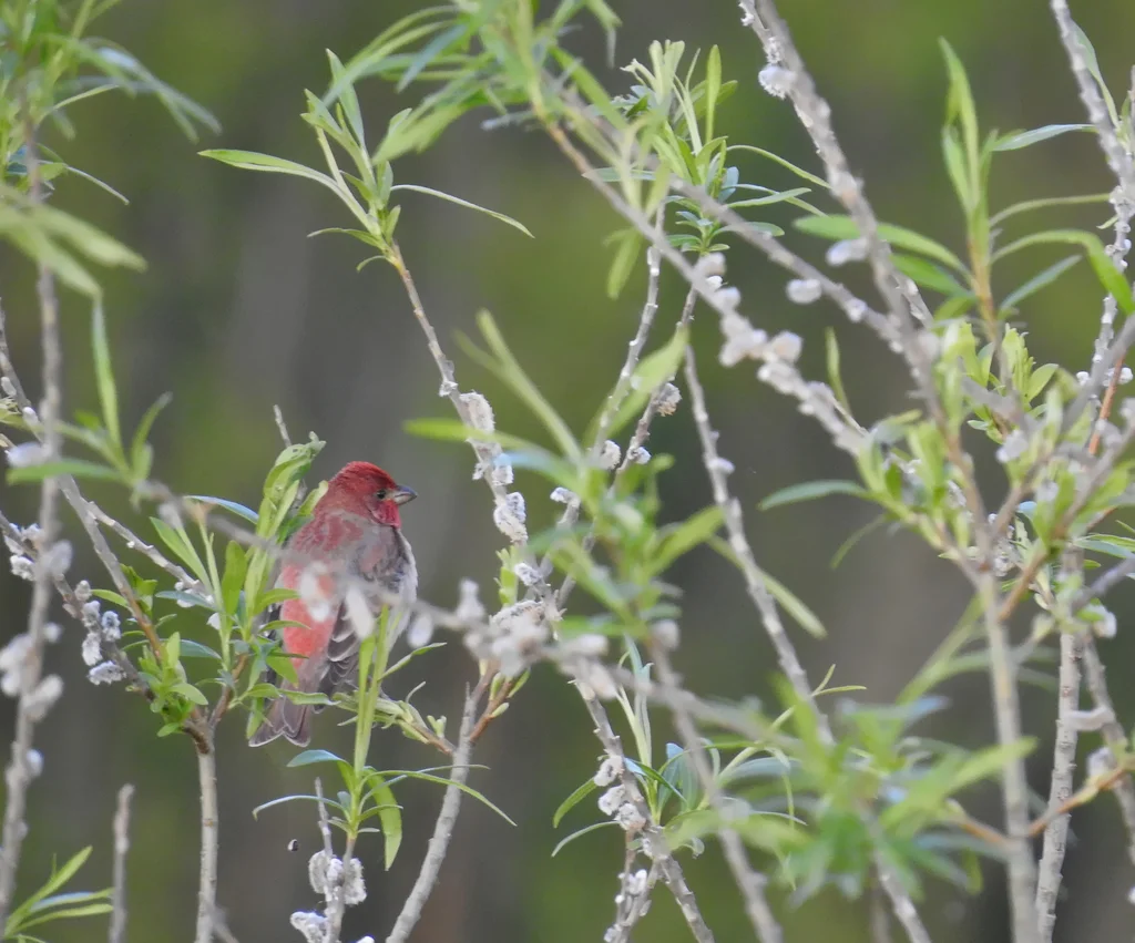 普通朱雀(Carpodacus erythrinus)