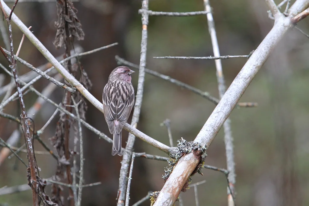 红眉朱雀(Carpodacus pulcherrimus)
