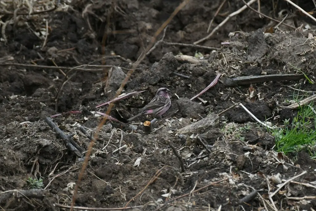 红眉朱雀(Carpodacus pulcherrimus)