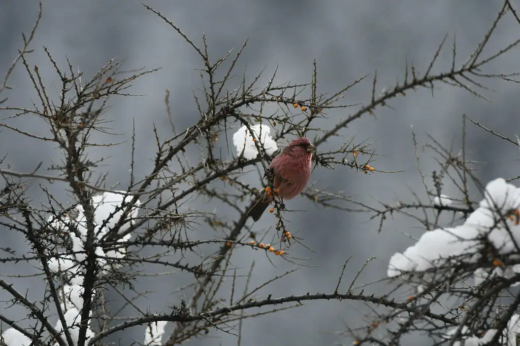 红腰朱雀(Carpodacus rhodochlamys)