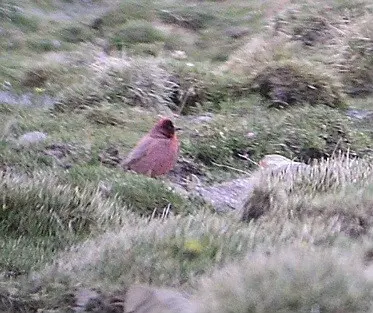 藏雀(Carpodacus roborowskii)