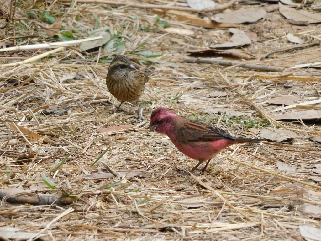 玫红眉朱雀(Carpodacus rodochroa)