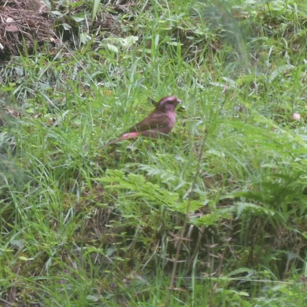 玫红眉朱雀(Carpodacus rodochroa)