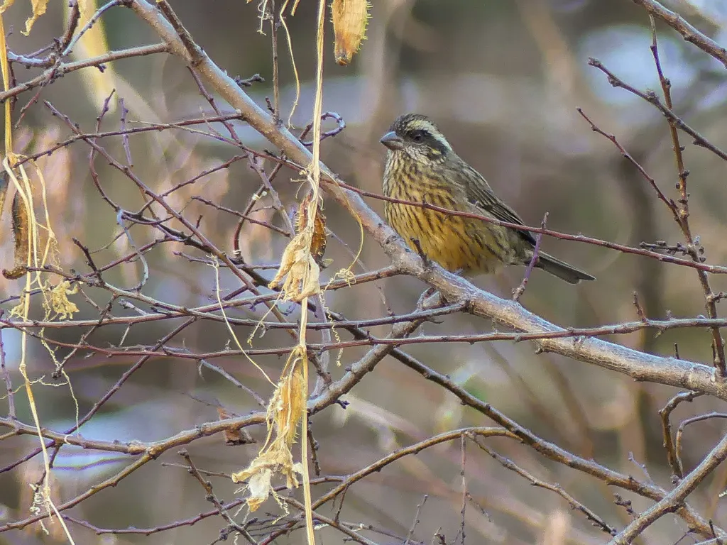 喜山点翅朱雀(Carpodacus rodopeplus)