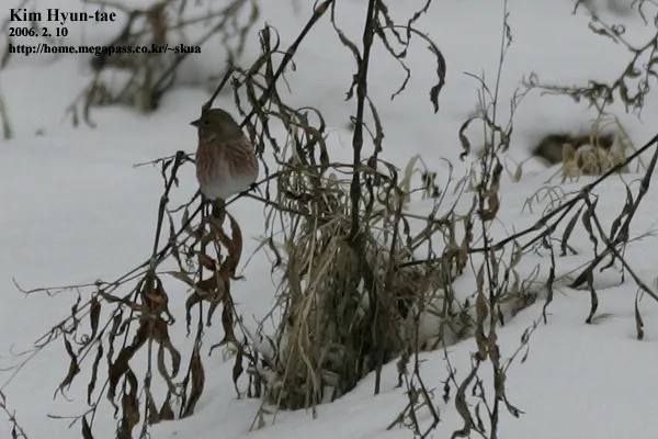 北朱雀(Carpodacus roseus)
