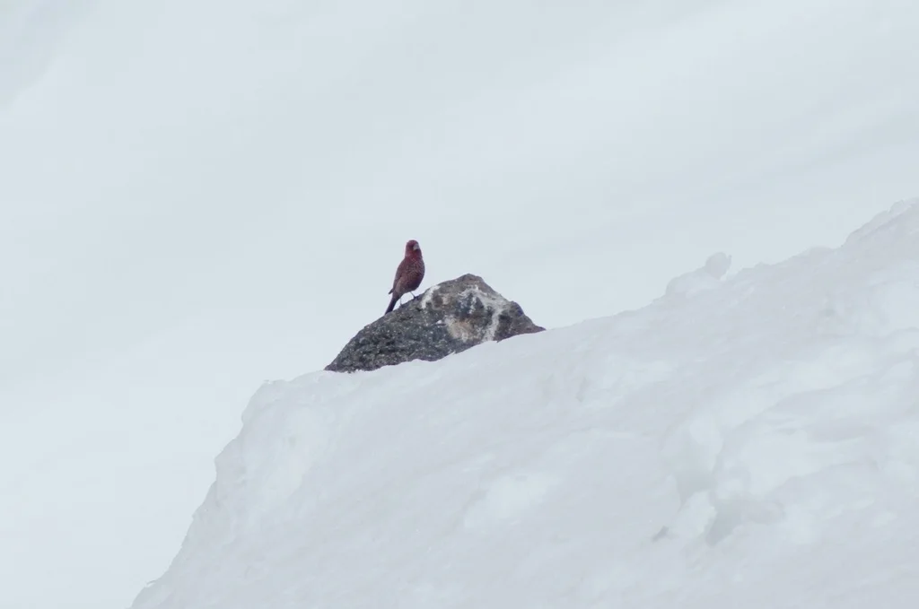 大朱雀(Carpodacus rubicilla)