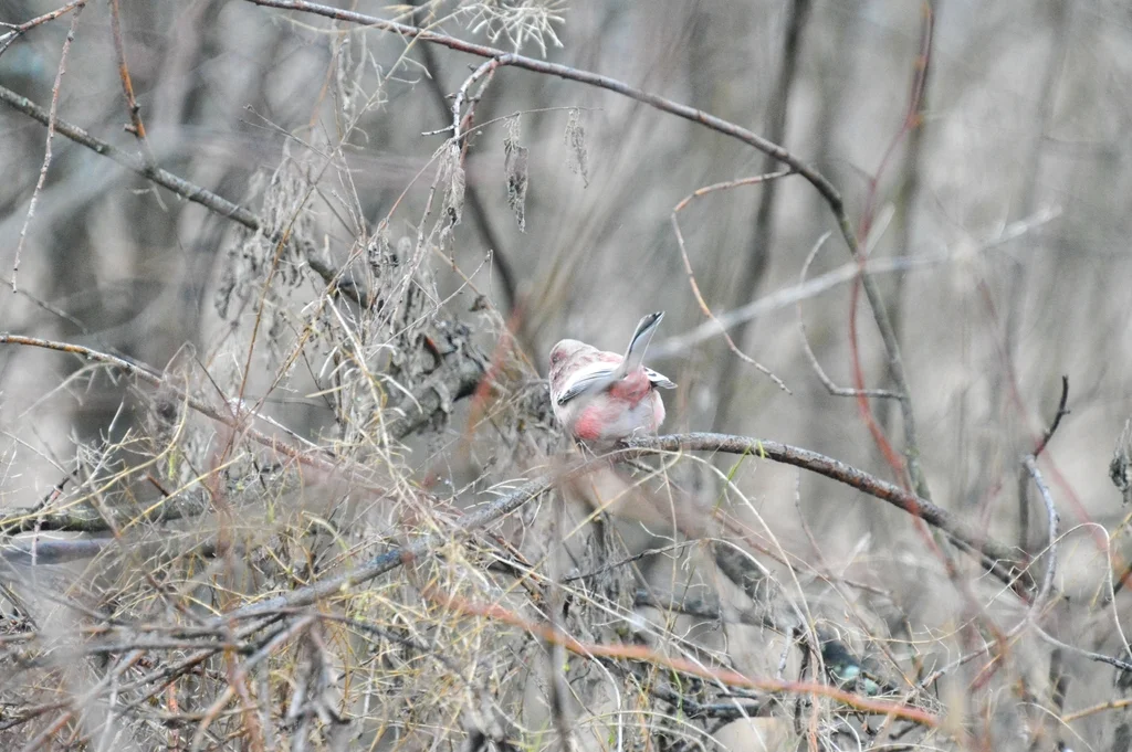 长尾雀(Carpodacus sibiricus)