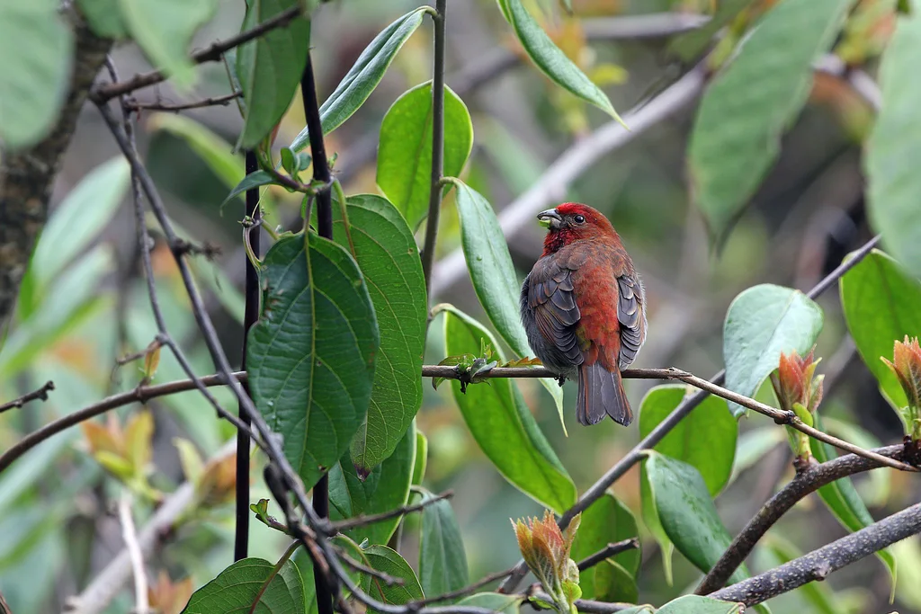 红眉松雀(Carpodacus subhimachalus)