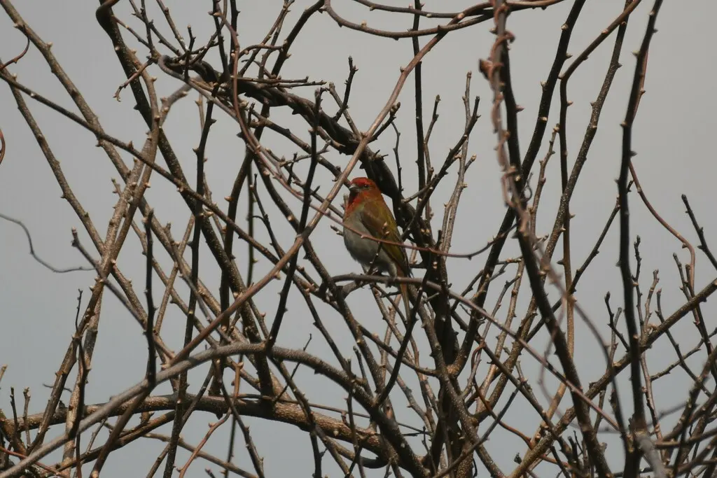 红眉松雀(Carpodacus subhimachalus)