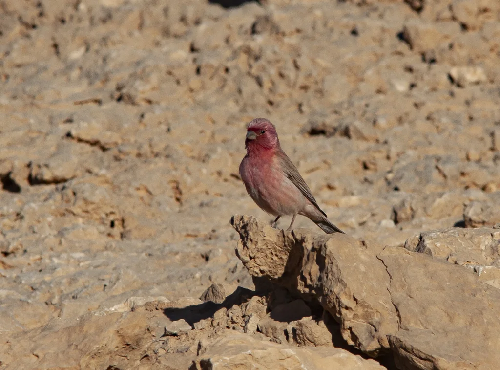 西沙色朱雀(Carpodacus synoicus)