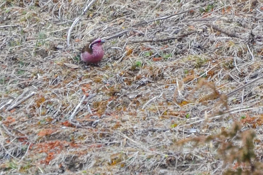 喜山白眉朱雀(Carpodacus thura)