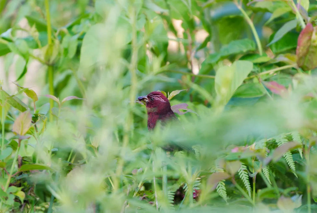 酒红朱雀(Carpodacus vinaceus)