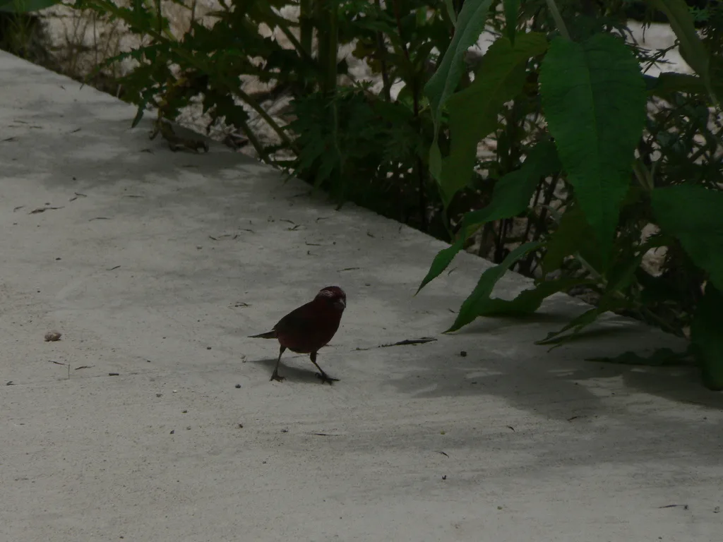酒红朱雀(Carpodacus vinaceus)