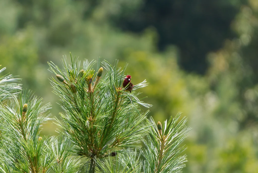 酒红朱雀(Carpodacus vinaceus)