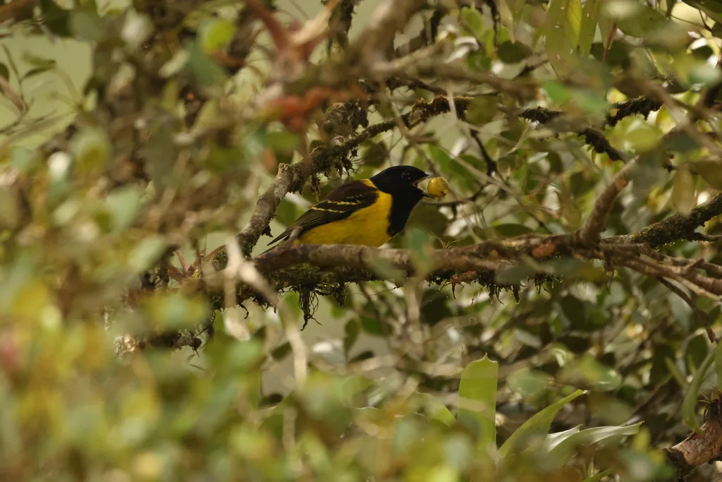冠食果伞鸟(Carpornis cucullata)