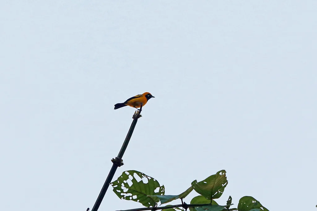 金王鹟(Carterornis chrysomela)