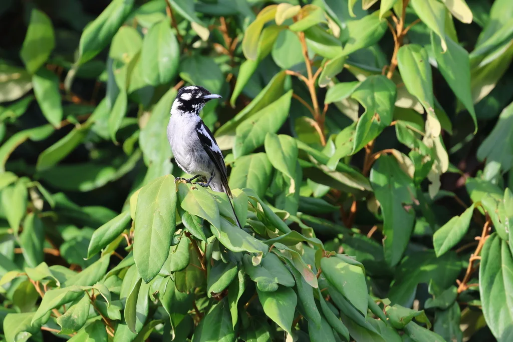 白耳王鹟(Carterornis leucotis)