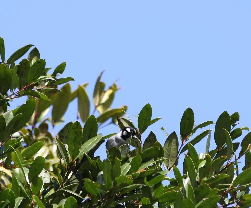白耳王鹟(Carterornis leucotis)