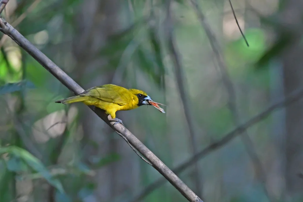 黄绿厚嘴雀(Caryothraustes canadensis)
