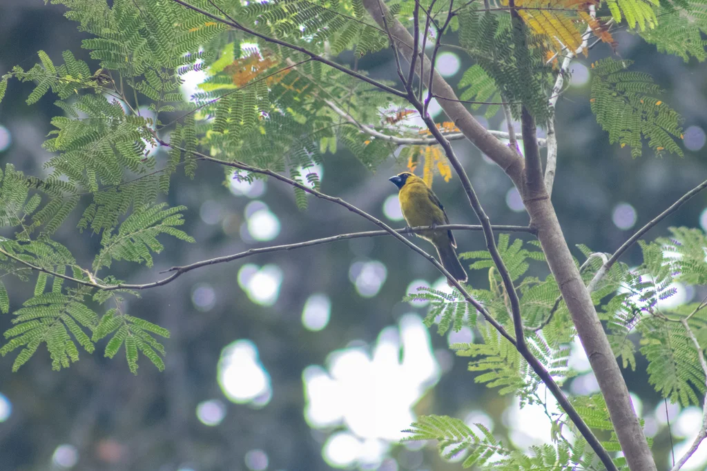 黄绿厚嘴雀(Caryothraustes canadensis)