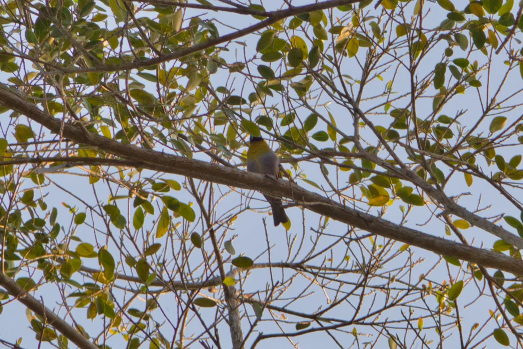 黑脸厚嘴雀(Caryothraustes poliogaster)