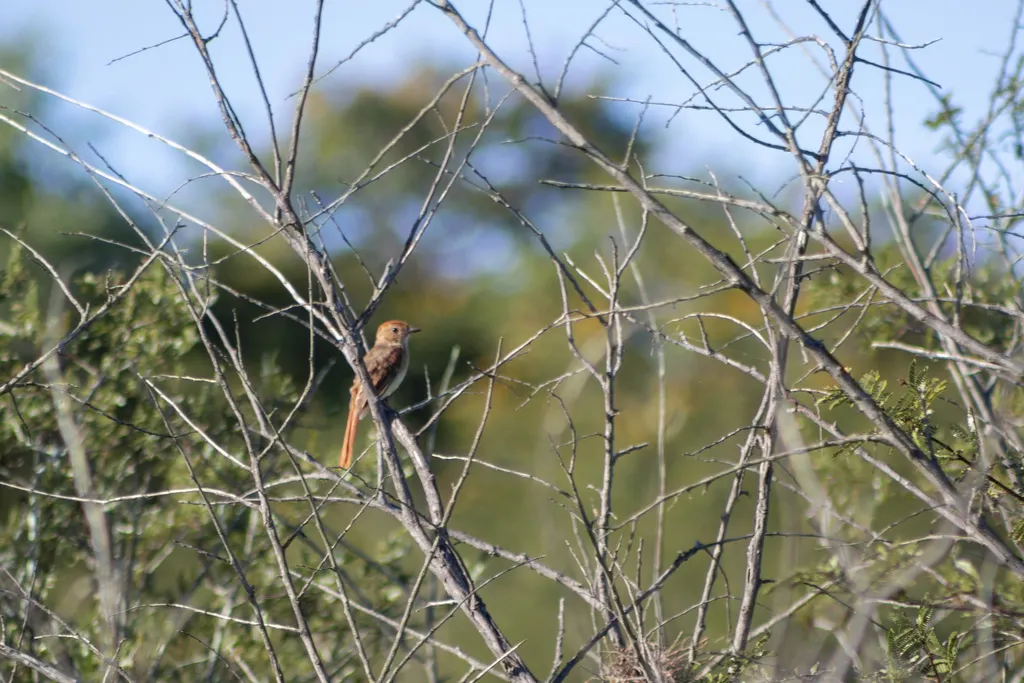 灰喉卡西霸鹟(Casiornis fuscus)