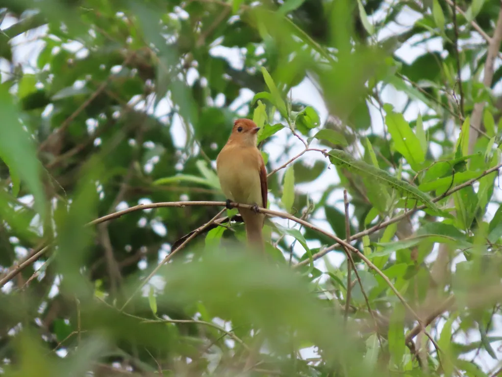 棕卡西霸鹟(Casiornis rufus)