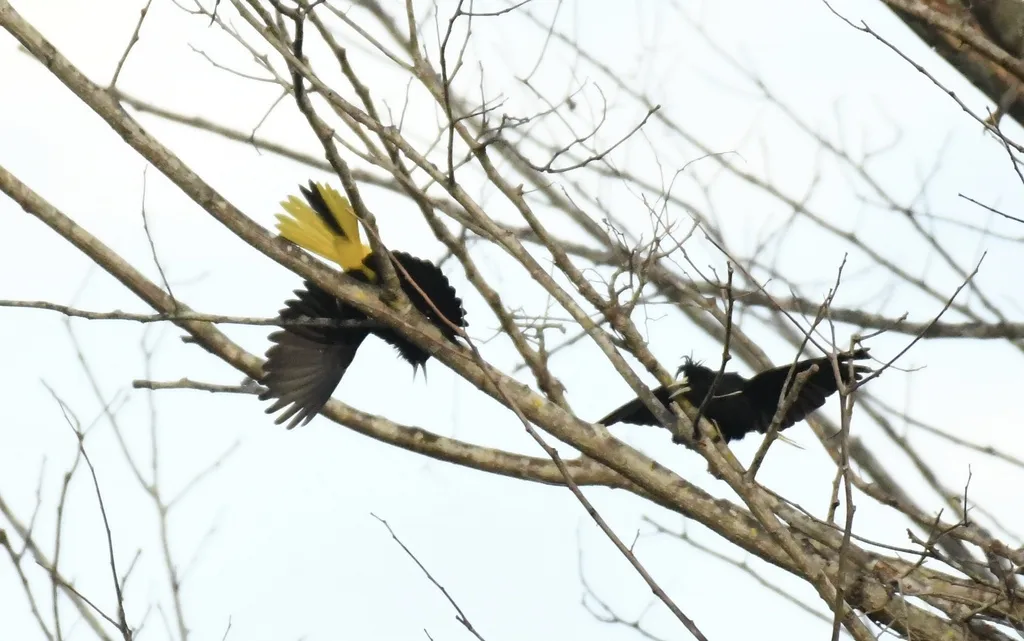 黄翅酋长鹂(Cassiculus melanicterus)