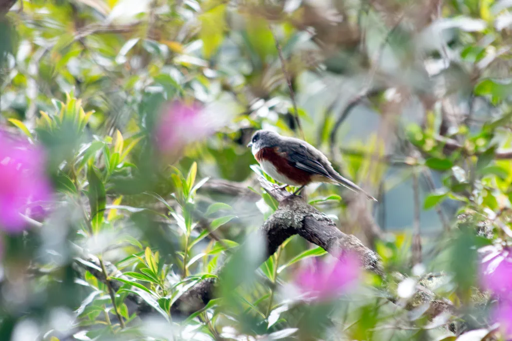 桂胸歌鹀(Castanozoster thoracicus)